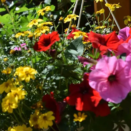 Marktstuebchen An Der Schoenen Loreley Bornich